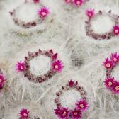 white-cactus