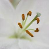 white-lily