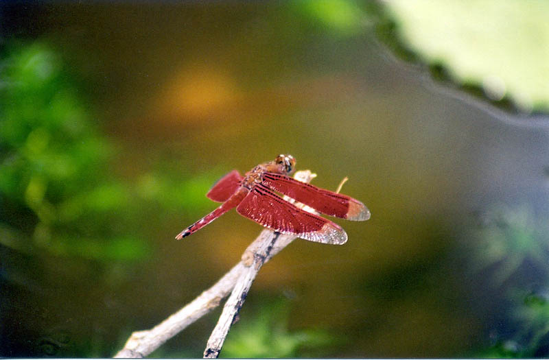 Dragonfly