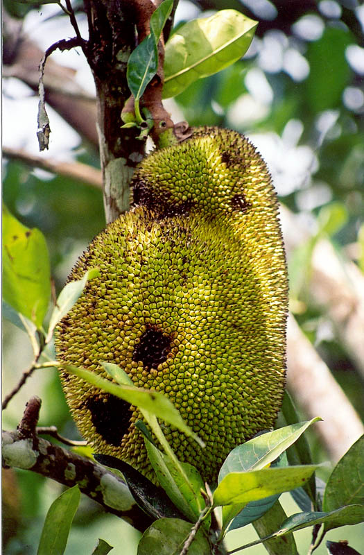 Durian