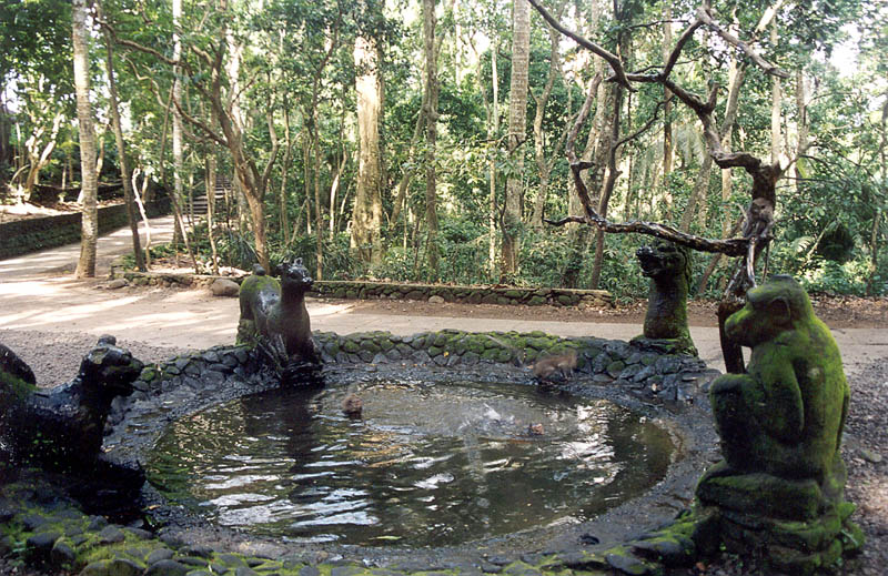 Monkey Pool