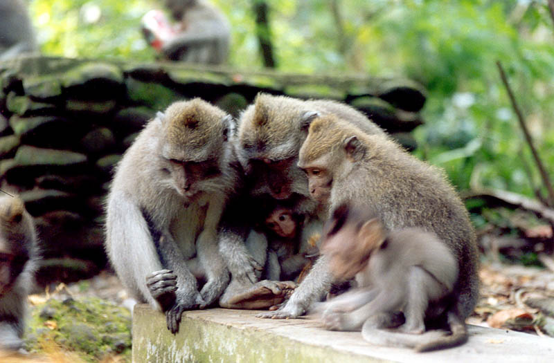 Monkey family