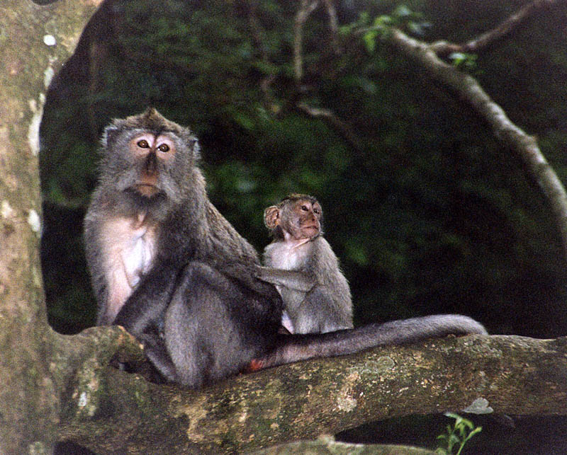 Monkeys