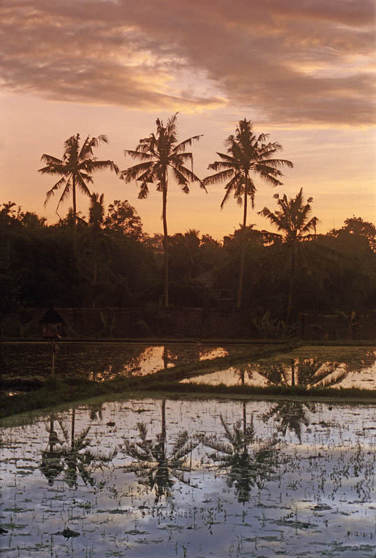 Ubud sunrise
