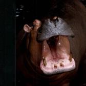 Zoo - Hippo