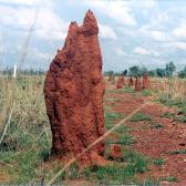 Termite mound2