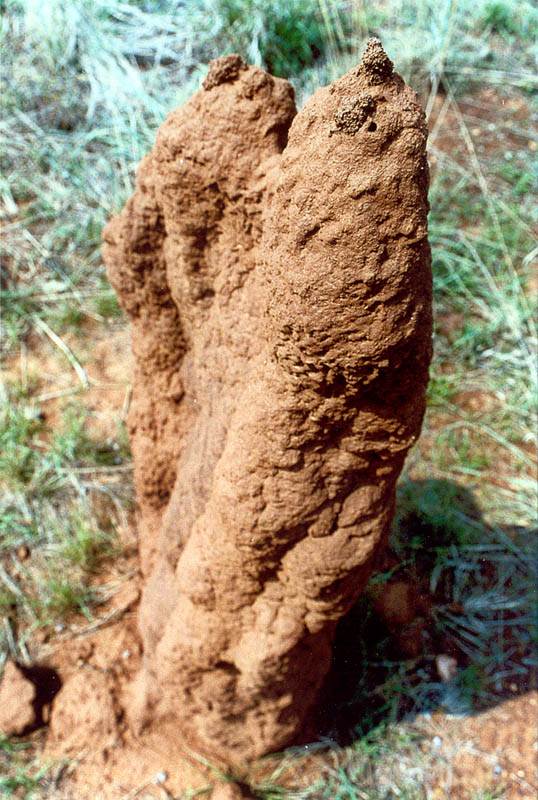 Termite mound