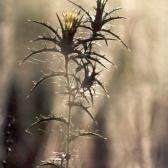 Early Morning Thistle