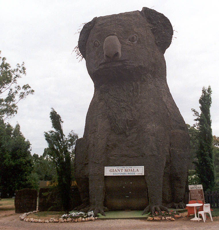 Giant Koala