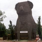Giant Koala