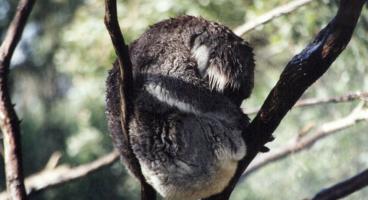 Healesville Sanctuary