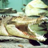 Crocodile