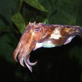 Cuttlefish