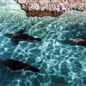 Sea Lions