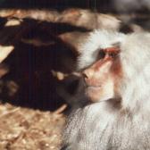Baboon