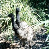 Emus