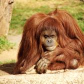 Orangutan_1