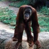 Orangutan