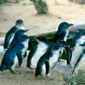 Penguins