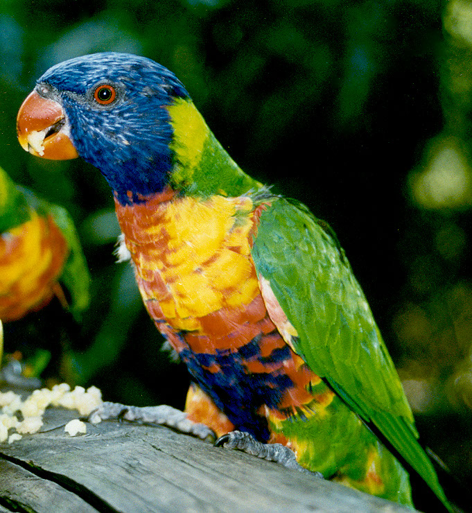 Rainbow Lorikeet