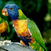 Rainbow Lorikeet