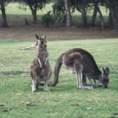 Kangaroos2