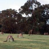 Kangaroos3