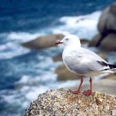 Seagull