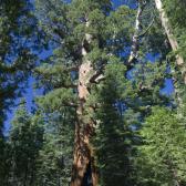 yosemite_006