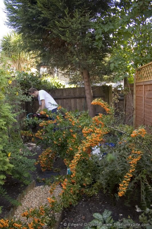 Clearing the pyracantha