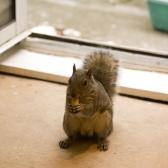 An unexpected visitor