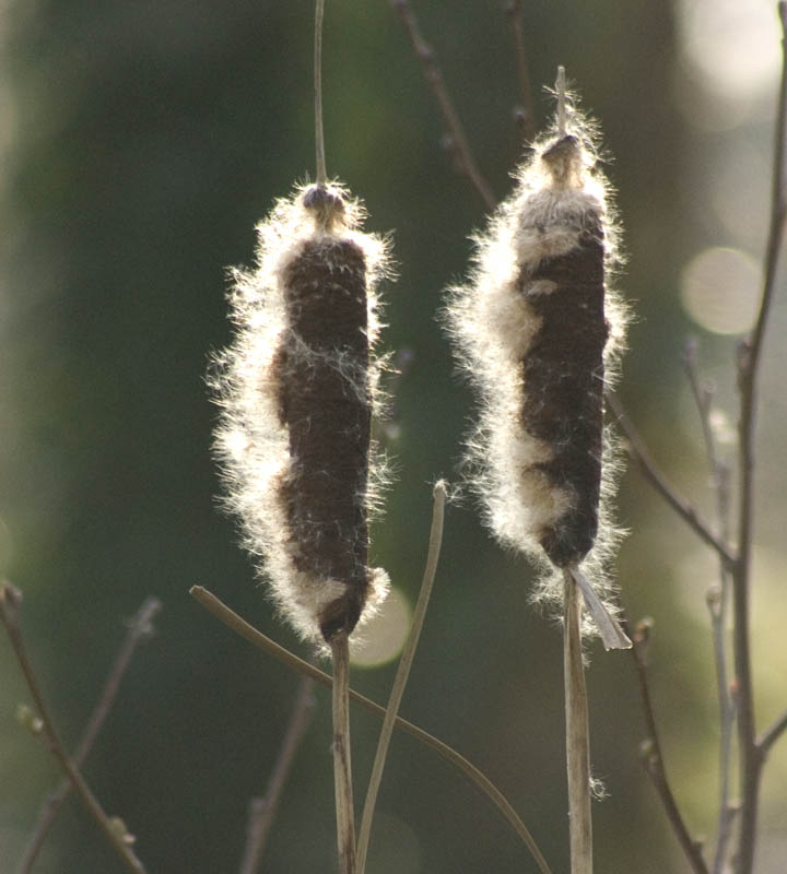 bullrushes