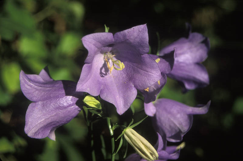 Campanula (Myosotis scorpioides)