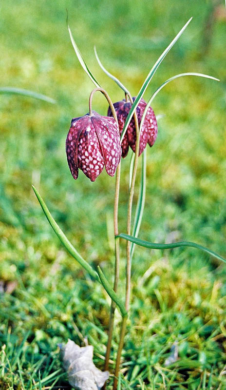 fritillaria