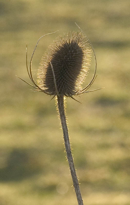 thistle2