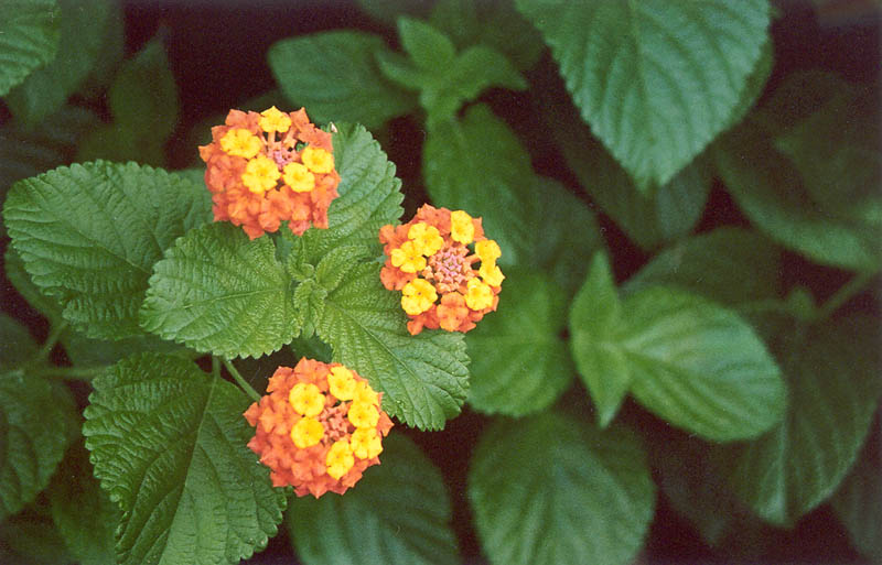 Flowers at Acropolis