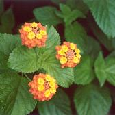 Flowers at Acropolis