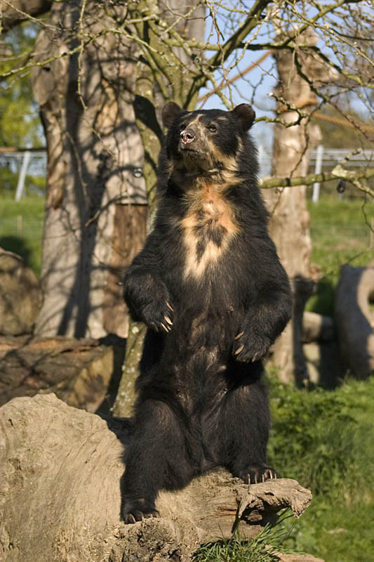 andean-bear
