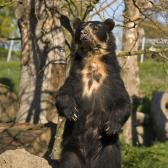 andean-bear