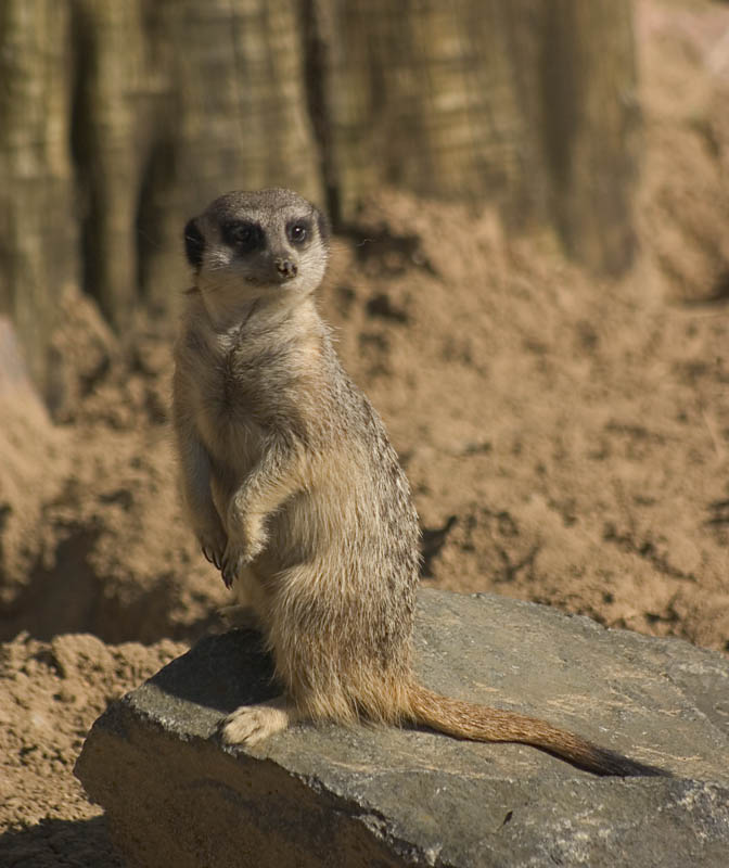 meercat-again