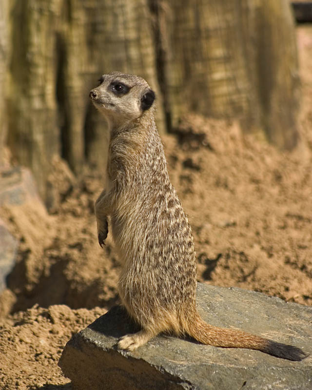 meercat