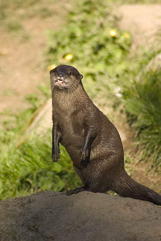 otter