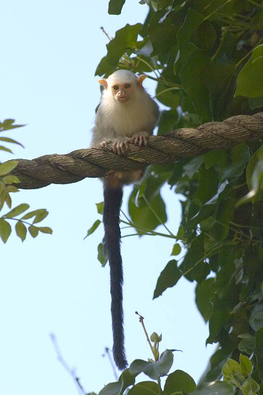 small-silvery-marmoset