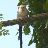 small-silvery-marmoset