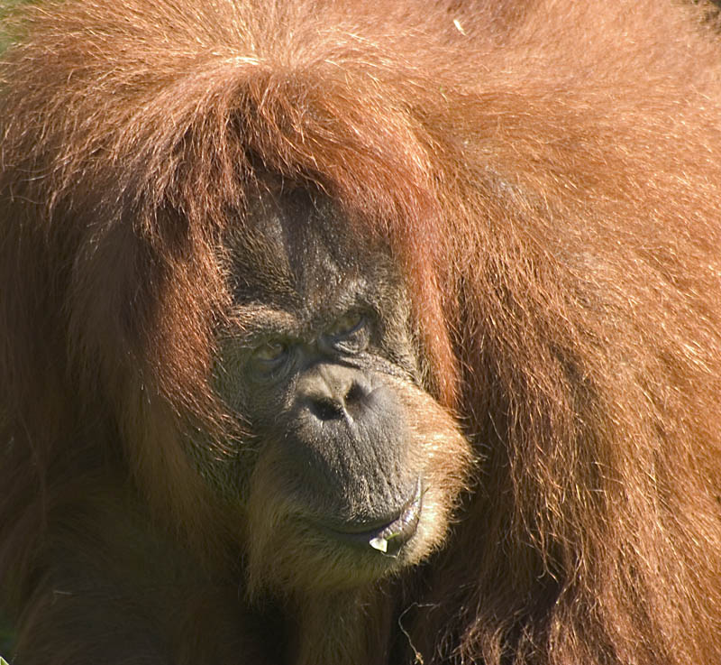 sumatran-orangutan