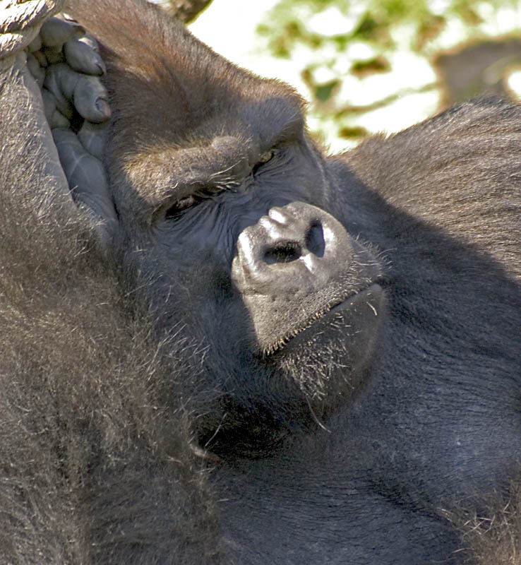 western-lowland-gorilla