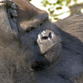 western-lowland-gorilla