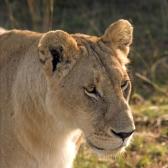 safari_029