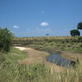 migration-in-the-masai-mara