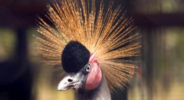 Nairobi National Park